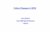 Cotton Diseases in 2019 - plantmanagementnetwork.org · Cotton Diseases in 2019 Terry Wheeler Texas A&M AgriLife Research Lubbock •Seedling Diseases: Poor root growth and emergence