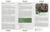 CCottonotton - nda.agric.za · Cultivated cotton is annual or biennial in growth. The plants have tap-roots with many branches and its species are dis-tributed mostly in the tropics