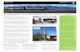 Saguaro Sentinel - National Park Service...Saguaro Sentinel Heading for 100: The Park Service and A Saguaro TWO SEEDS ARE PLANT ED 1916. In the Sonoran Desert, far to the east of the