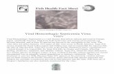 Viral Hemorrhagic Septicemia VirusViral Hemorrhagic Septicemia is a viral disease that infects salmon and trout in Europe, Japan, and North America. Fish from both freshwater and marine