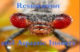 and Aquatic Insects - Chesapeake Bay Trust · Found in all aquatic habitats ... Are there long-term changes in insect fauna because of stream restoration projects? ... done to the