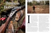 The Business Bobwhites I - Rio Piedra Plantation · Flint links the two sides. Typically a guide in a Jeep Wrangler drives a pair of hunters into the uplands. “There are now 34