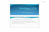 Bio176 L12 Amphibians 2015 - Claremont Collegesfaculty.jsd.claremont.edu/dmcfarlane/bio176... · 3/3/2015 1 Professor Donald McFarlane Tropical Amphibians Amphibian Classification