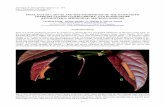 Theretra clotho clotho ver.-cks02 · Leong et al.: Final Instar Larvae and Metamorphosis of Theretra clotho clotho 314 Fig. 5. Green form final instar larva of Theretra clotho clotho