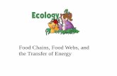 Food Chains, Food Webs, and the Transfer of Energywalstonscience.weebly.com/.../3/8/8/6/38863197/ecology_pp_food_w… · Food Chains, Food Webs, and the Transfer of Energy . Ecology