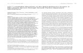 p2Vasmediated Decrease oftheRetinoblastoma Protein in ...cgd.aacrjournals.org/cgi/reprint/7/12/1705.pdf · p2Vasmediated Decrease oftheRetinoblastoma Protein in Fibroblasts Occurs