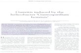 helicobacter 'Gastrospirillum - Hindawi Publishing Corporationdownloads.hindawi.com/journals/cjgh/1994/372624.pdf · 2. Best LM, Vcldhuyzcn van Zantcn SJO, Bezanson GS, ct al. Serological