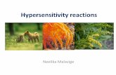 Hypersensitivity reactions - USJ · hypersensitivity reactions (allergies) •Discuss the pathogenesis of these diseases •List the diagnostic tests available to evaluate a patient