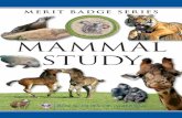 MAMMAL STUDY - Troop 1 Georgiaville · 2019-08-11 · MAMMAL STUDY 3 4. Do ONE of the following: a. Under the guidance of a nature center or natural ... , amphibians, reptiles, shell-fish,