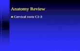 Anatomy Review - DrBradCole.com · Anatomy Review Cervical roots C1-3. Cervical Plexus CNXII, C1 to C5 Motor Supplies mainly neck muscles and sensory of the head and neck region Note