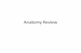 Anatomy Review - Mrs. Rakers' Science Labrakersscw.weebly.com/uploads/8/5/5/5/8555332/anatomy_review_2017.pdf · (head) Upper extremity Manus (hand) extremity (b) Posterior Otic (ear)