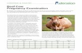 Beef Cow Pregnancy Examination...of pregnancy diagnosis in beef cattle and is a safe and accurate option for an annual beef cow pregnancy examination. Trained veterinarians can consistently