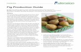 Fig Production Guide...Fig Production Guide FARMING Figs are easy to grow in warm climates but produce their best fruit in Mediterranean climates with hot, dry summers and cool, wet