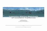 Common Marine Mammals of southern Californiacpps.dyndns.info/cpps-docs-web/planaccion/docs2015... · Images contained in this guide may not be duplicated without written permission.-----ACKNOWLEDGEMENTS: