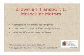 Brownian Transport I: Molecular Motors - NiPS) Lab · Brownian Transport I: Molecular Motors • fl t ti i ll bifluctuations in small bio-engines • … and the II Law of Thermodynamics