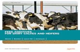 FEED ADDITIVES FOR DAIRY CALVES AND HEIFERS...Feed additives are available in a wide range of feed types, which can be ordered from many suppliers: • Milk eplacr er • Ceralf art