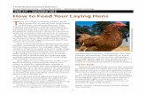 How to Feed Your Laying Hens - Oregon State University · Organic feeds In recent years, organic poultry feeds have become more readily available. These feeds are for-mulated to meet
