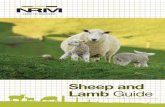 Sheep and Lamb Guide - NRM · This guide covers both sheep nutrition and lamb rearing, and is intended as an all in one nutrition guide for both lifestyle and commercial sheep farmers