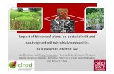 Impact of biocontrol plants on bacterial wilt and non ...Impact of biocontrol plants on bacterial wilt and non-targeted soil microbial communities on a naturally infested soil Sire