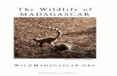 W I L D M A D AG A S C A R . O RG · Mammals of Madagascar LEMURS Lemurs are a group of primates found only on the island of Madagascar.Today there are around 60 types of lemurs that