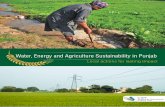 Water, Energy and Agriculture Sustainability in Punjab - CIPT · Water, Energy and Agriculture Sustainability in Punjab The state of Punjab, with around 4.2 million ha of net sown