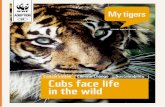 My tiger s FieLD reportawsassets.wwfhk.panda.org/...tiger_dec2011_eng.pdf · My tigers neWs My tigers REHAbILITATInG OFFEnDERS LIKE THESE IS A KEY PART OF COMbATInG POACHInG TIGER
