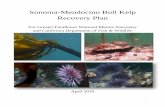 Sonoma-Mendocino Bull Kelp Recovery Plan Sonoma-Mendocino Bull Kelp ... Upwelling is the process by