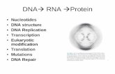 DNA RNA Proteinguralnl/441DNARNAprotein.pdf · called nucleotides Each nucleotide is composed at phosphorus (al. a Sugar and a base 'd' A nucleotide. (in 0 OH (A) OH W) FIGURE 8.7