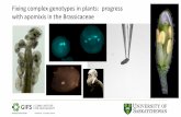 Fixing complex genotypes in plants: progress with … - Apomixis.pdfApomixis in plants: Naturally occurring asexual reproduction via seeds Offspring Sex Apomixis Inbred line 1 Inbred