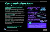 Queensland Health Campylobacter · Queensland Health Campylobacter: what you need to know Campylobacter is one of the most common causes of foodborne illness in Australia. You can’t