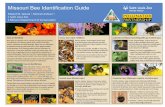 Missouri Bee Identification Guide - Saint Louis ZooMissouri Bee Identification Guide Beesare Beneficial Bees play an essential role in natural and agricultural systems as pollinators