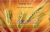 WHEAT - Punjab, Pakistan · Wheat rusts have devastating role by causing famines resulting in socio-economic instability many times across the world. Chemical control of these ailments