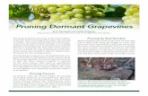 Pruning Dormant Grapevines · Growing Grapes in Texas.From the Commercial Vineyard to the Backyard Vine. Texas A&M University Press. College Station, Texas. Hellman, E.W. and R. O’Brien.