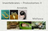 Annelids Mollusca...•Molluscs are soft-bodied animals, but most are protected by a hard shell •All molluscs have a similar body plan with three main parts: 1. Muscular foot - movement