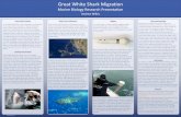 Great White Shark Migration - San Diego Miramar Collegefaculty.sdmiramar.edu/faculty/sdccd/alowe/StudentPostersSpr2019/Great... · great white sharks stating: “If a great white