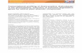 Transcriptional profiling of Grampositive Arthrobacter in the … · 2015-05-13 · Transcriptional proﬁling of Gram-positive Arthrobacter in the phyllosphere: induction of pollutant