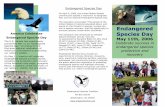 endangered species day brochure - Earthjustice · endangered species success stories, including the protection and recovery of the American bald eagle, peregrine falcon, humpback