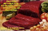 PROTEIN METABOLISM: NITROGEN CYCLE; DIGESTION OF PROTEINSbiochem.vsmu.edu.ua/2_med_biochem_e/lecture_aminoacids1.pdf · The Nitrogen Cycle and Nitrogen Fixation •Nitrogen is needed