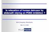 sildenafil human detrusor EAU 2009 - PELVIPHARM€¦ · Sildenafil in part improves urinary symptoms in men with LUTS associated with BPH via direct relaxation of the detrusor Conclusions