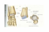 Joints of foot.ppt - GMCH lectures/Anatomy/Joints of foot.pdf · Subtalar Joints Posterior – Talocalcaneal joint. Modified multiaxial synovial joint. Articulating surfaces – Concave
