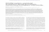 PDGFRβ regulates craniofacial development through ...genesdev.cshlp.org/content/30/21/2443.full.pdf · Craniofacial development is a complex morphogenetic process, disruptions in