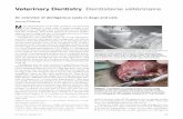Veterinary Dentistry Dentisterie vétérinaire...Veterinary Dentistry Dentisterie vétérinaire An overview of dentigerous cysts in dogs and cats Jérôme D’Astous M any dental diseases