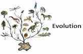 Evolution€¦ · Is Evolution Just a Theory? •In everyday language, a theory can be a careless idea –a hunch or a guess. •In science: Theories pull together observations, inferences,