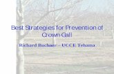 Best Strategies for Prevention of Crown Gallcetehama.ucanr.edu/files/23204.pdf · Crown Gall Disease of Walnuts. Causative agent: Agrobacterium tumefaciens > ubiquitous soil-borne