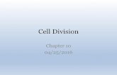 Cell Division: Mitosis - Linn–Benton Community Collegecf.linnbenton.edu/mathsci/bio/elorris/upload/Lec8_Cell Division.pdf · mitosis centromere 2 daughter cells 1 chromosome 1 duplicated