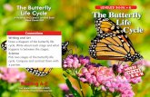 The Butterfly LEVELED BOOK K Life Cycle The Butterfly Life ... · Adult butterflies do not grow . They save their energy for flying and laying eggs . Females are bigger than males