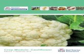 Crop Module: Cauliflower - Red Tractor Assurance - Home · 2016-02-16 · 5 Red Tractor Assurance for Farms Crop-specific Module: Cauliflower Assured Food Standards 2015 SOWING Owing