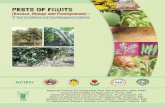 PESTS OF FRUITS · Mango malformation 29 Dieback / gummosis 30 Phoma blight 30 Red rust 31 Black banded disease 31 Physiological Disorders 32 Black tip 32 Red nose 32 Woody stem gall