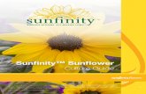 Sunfinity™ Sunflower - Syngenta Flowers · (05/17) Master File: Sunfinity Brand Information Guide Sunfinity™ Sunflower Culture Guide. Plug Production Guide GERMINATION Germination