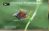 Orchid Pollination - St. Augustine Orchid Society€¦ · pollination. in addition to the dependence on a pollen vector, or pollinator, orchids have also evolved myriad pollination